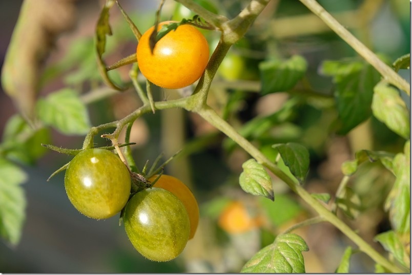 12月2日時点の栽培中のトマト ミニトマト オレンジアイコ 12月2日時点の栽培中のトマト ミニトマト オレンジアイコ