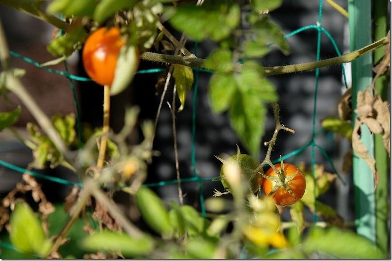 12月15日時点の栽培中のトマト 中玉トマト シンディースイート 12月15日時点の栽培中のトマト 中玉トマト シンディースイート