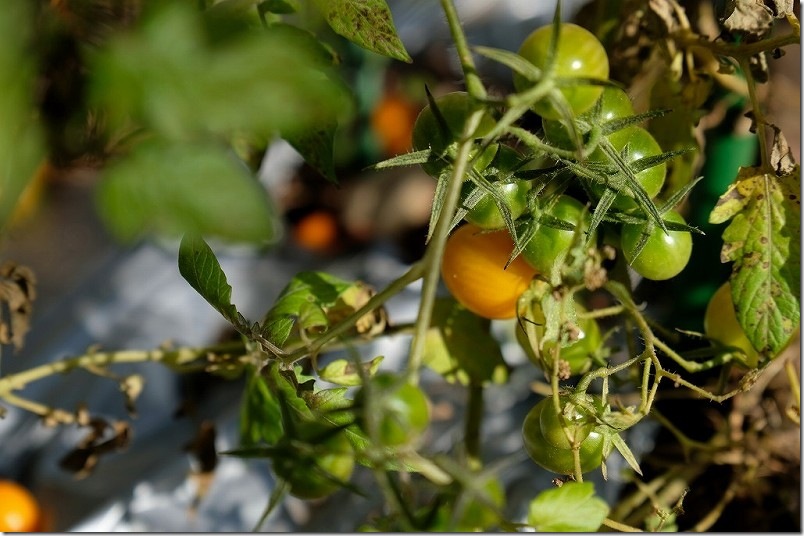 12月15日時点の栽培中のトマト ミニトマト オレンジアイコ 12月15日時点の栽培中のトマト ミニトマト オレンジアイコ