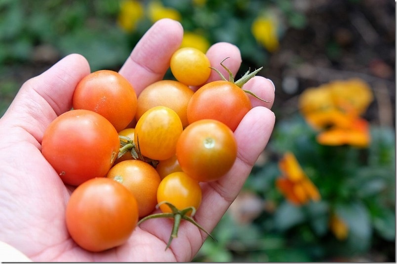 12/15 収穫した中玉トマト・ミニトマト 12/15 収穫した中玉トマト・ミニトマト