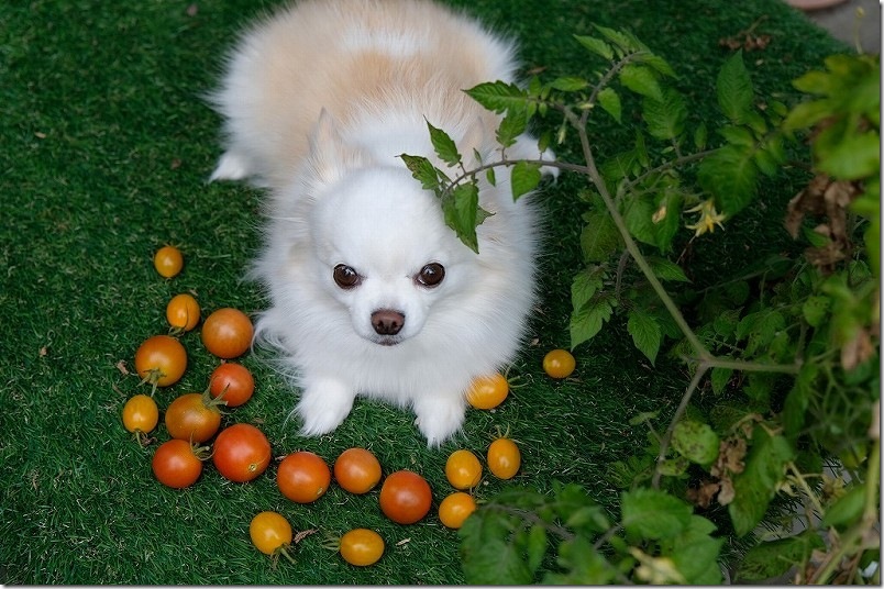 12/15 収穫した中玉トマト・ミニトマト 12/15 収穫した中玉トマト・ミニトマト