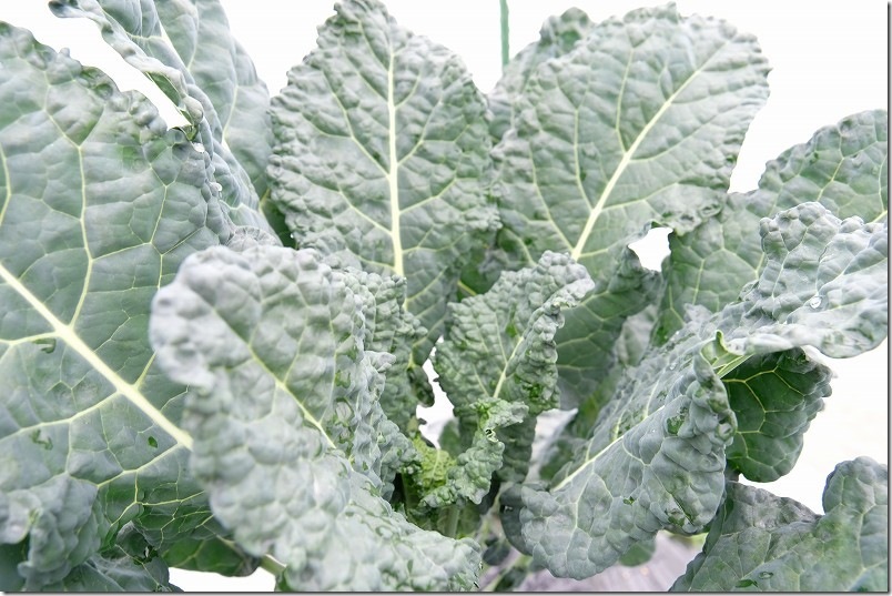 ふさなりブロッコリー（アレッタ）の葉を収穫 12月