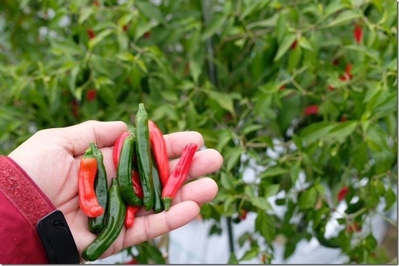 12/18 自家採種で栽培した唐辛子 冬でも収穫中 12/18 自家採種で栽培した唐辛子 冬でも収穫中