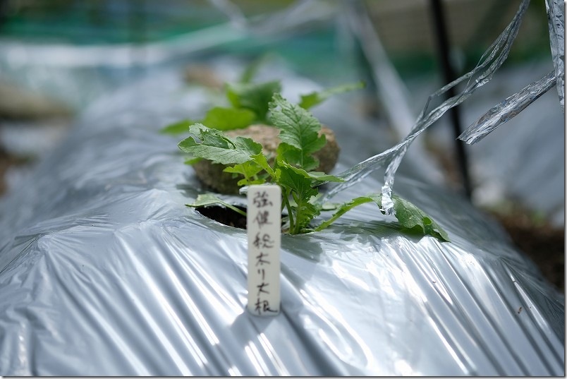 生育中の大根 種まきから約2週間【10月上旬】 ダイソーの強健総太り大根 生育中の大根 種まきから約2週間【10月上旬】 ダイソーの強健総太り大根