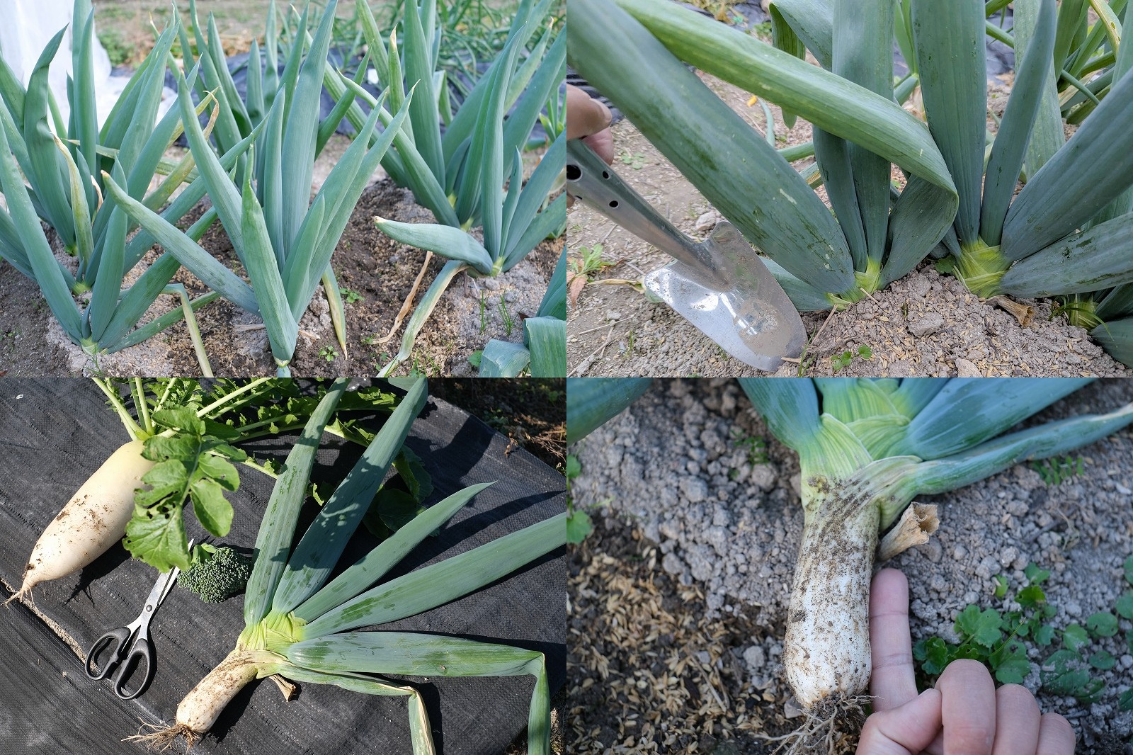 下仁田ネギ栽培 12月 本収穫を開始！太さ・長さ【家庭菜園 2025年の栽培記録】