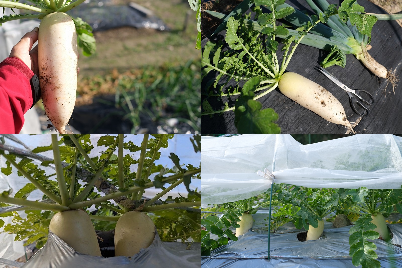 大根栽培 12月 青首大根 夏祭り ミニ大根サイズで収穫【家庭菜園 2025年の栽培記録】