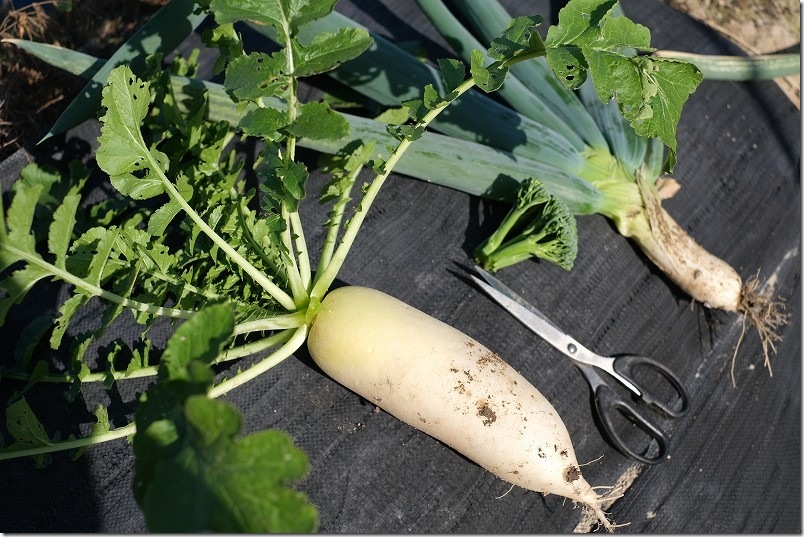 12/9 青首大根 夏祭りを 本収穫を開始