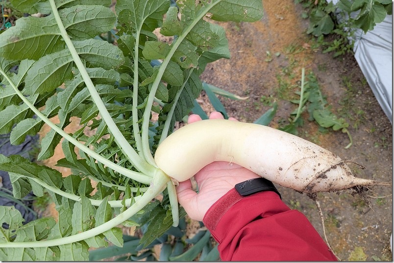 12/27 収穫したダイソーの強健総太り大根 曲がってますが大きくなりました 12/27 収穫したダイソーの強健総太り大根 曲がってますが大きくなりました