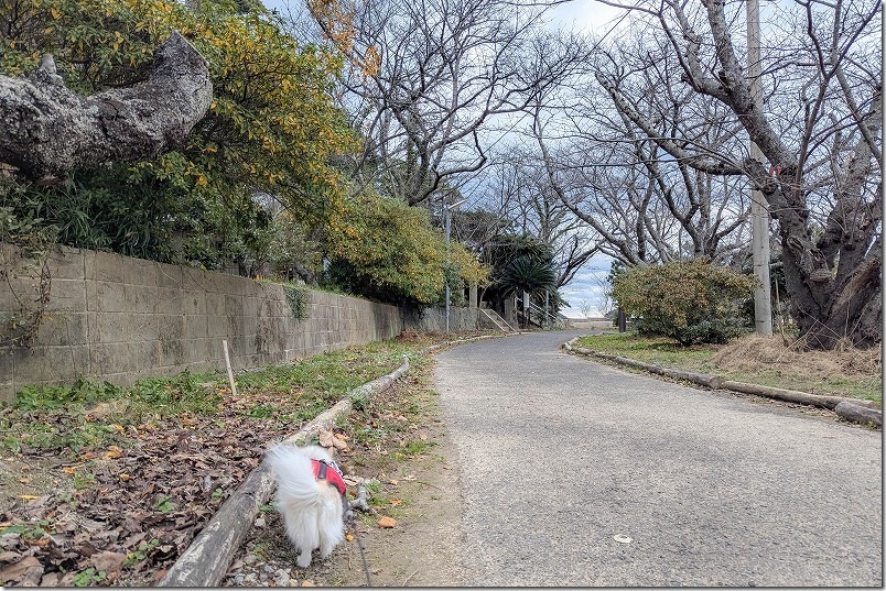 糸島市志摩船越の綿積神社へ犬連れで初詣 糸島市志摩船越の綿積神社へ犬連れで初詣
