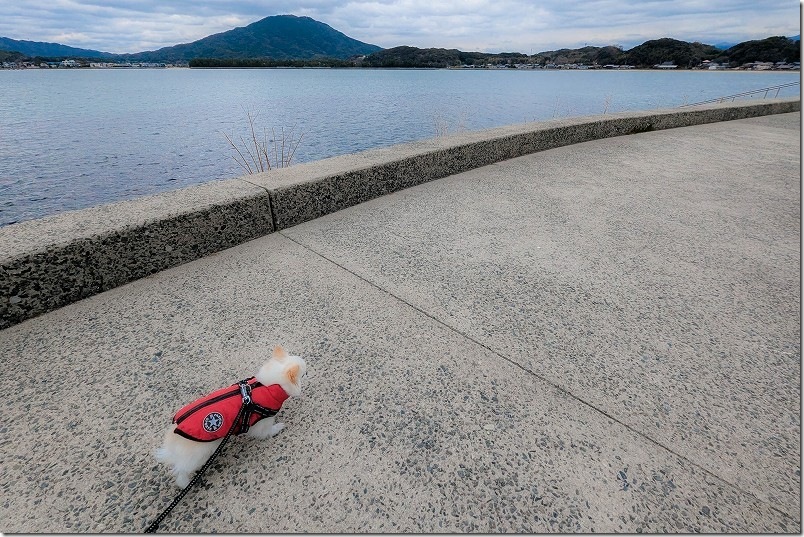 海横の綿積神社へ犬と初詣 海横の綿積神社へ犬と初詣