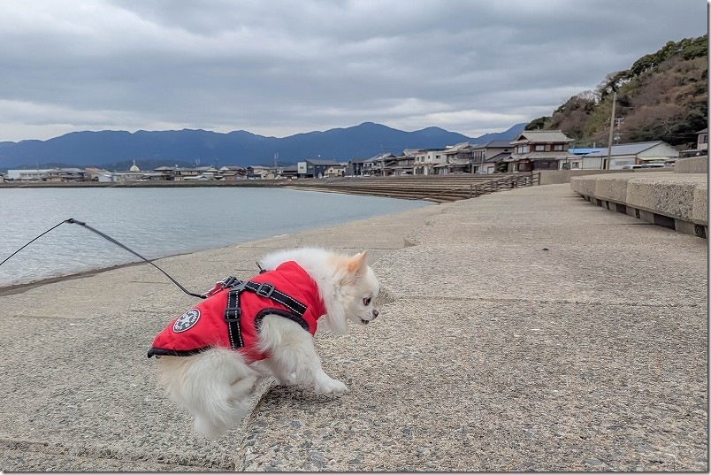 綿積神社から海横を犬と散歩【醤油プリンまで250m】 綿積神社から海横を犬と散歩【醤油プリンまで250m】