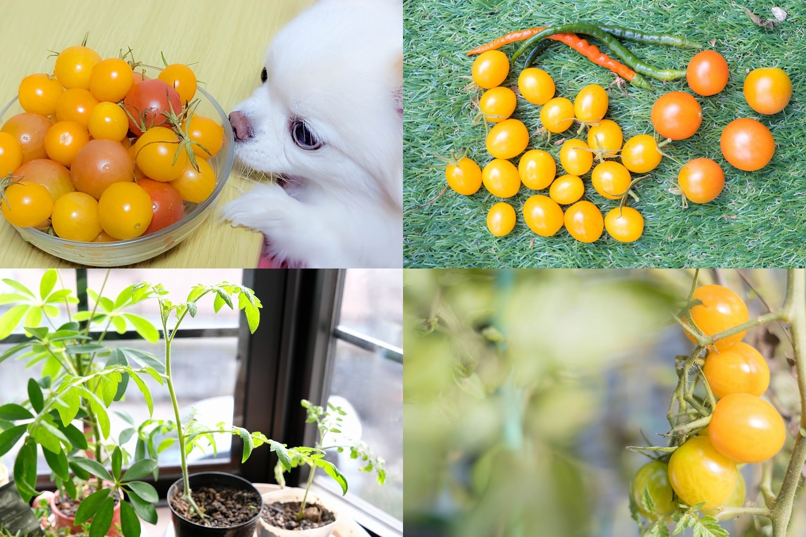 トマト栽培｜路地栽培で1月まで収穫！オレンジアイコ281個・シンディースイート189個【家庭菜園 2026年の栽培記録】