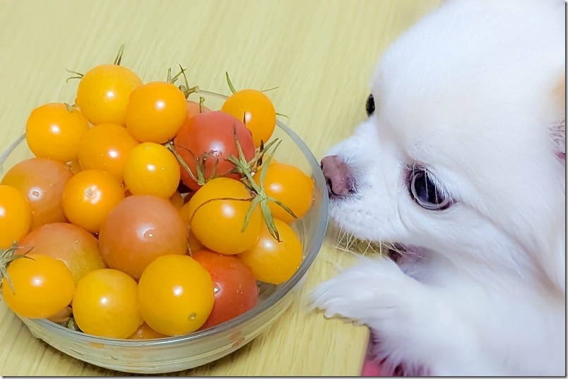 暖かい部屋でトマトを1週間ほど追熟した結果（1月収穫した緑のトマト）