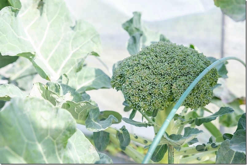 1/6 びっくり豊作おかわりクンを収穫 1/6 びっくり豊作おかわりクンを収穫