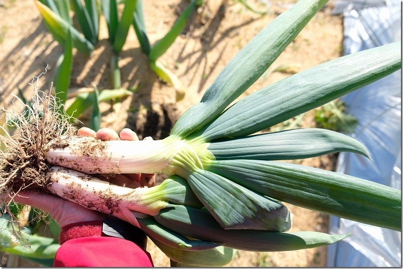 下仁田ネギ 1月6日 収穫【太さ・長さ】 下仁田ネギ 1月6日 収穫【太さ・長さ】