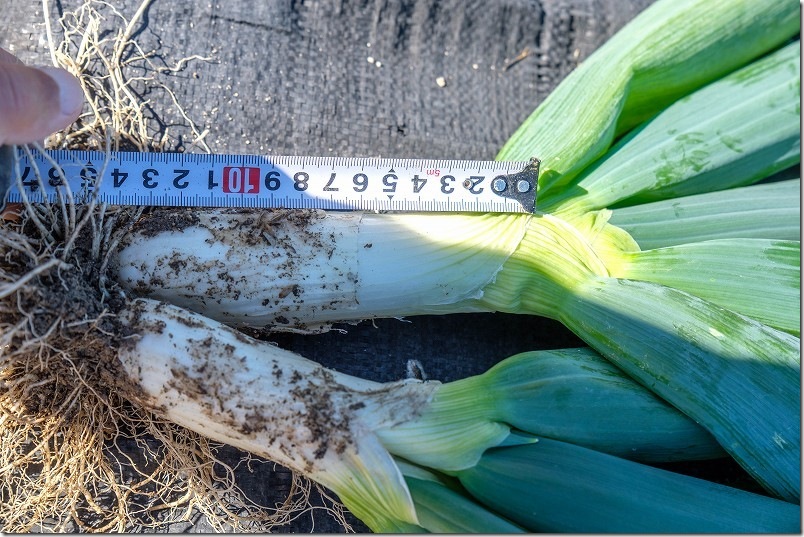 下仁田ネギ 1月6日 収穫【長さ】 家庭菜園 下仁田ネギ 1月6日 収穫【長さ】 家庭菜園