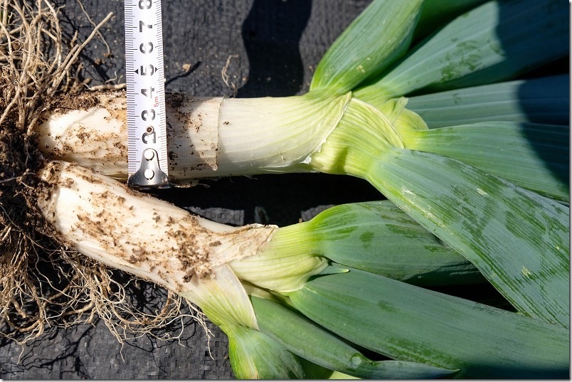 下仁田ネギ 1月6日 収穫【太さ】 家庭菜園 下仁田ネギ 1月6日 収穫【太さ】 家庭菜園