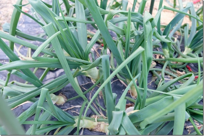 1/15 ホーム玉ねぎ サクラエクスプレス 植え付けから約4ヶ月