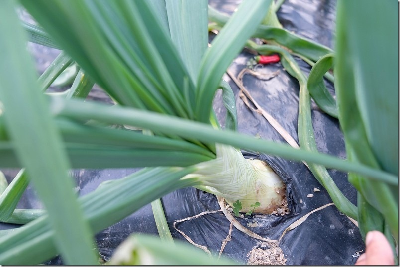 冬どりフレッシュオニオン・サクラエクスプレス 1月 一番大きく育ってそうな玉ねぎ