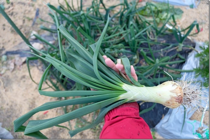 ホーム玉ねぎ栽培 1月収穫開始 ｜冬どりフレッシュオニオン・サクラエクスプレス【家庭菜園 2025年の栽培記録】