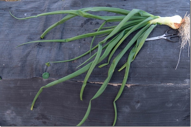 1月中旬に収穫した玉ねぎ【サクラエクスプレスのサイズ・大きさ】