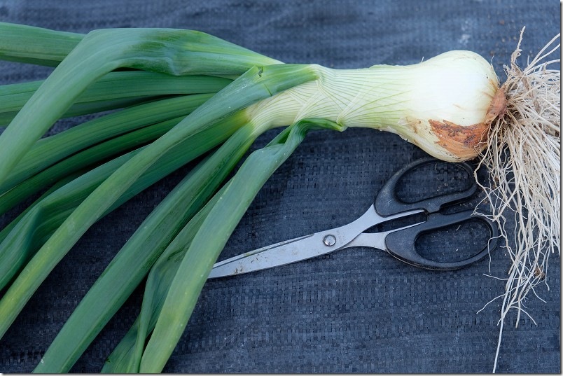 1/15収穫のホーム玉ねぎ サクラエクスプレス