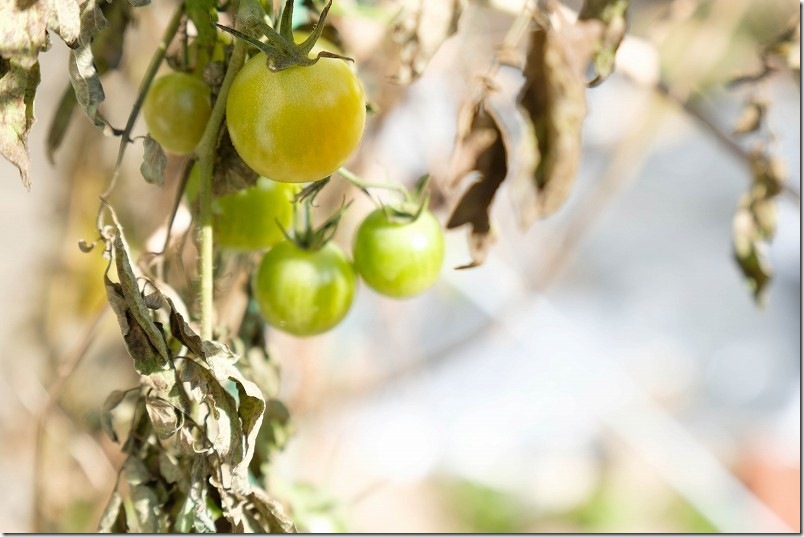 トマト栽培 1月中旬 寒波到来でトマト収穫終了｜ 路地栽培のシンディースイートが枯れる