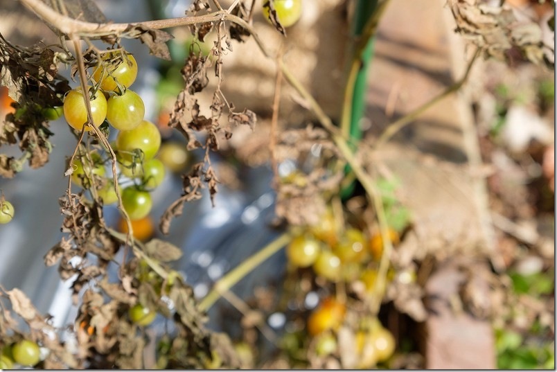 トマト栽培 1月中旬 寒波到来でトマト収穫終了｜ 路地栽培のオレンジアイコが枯れる