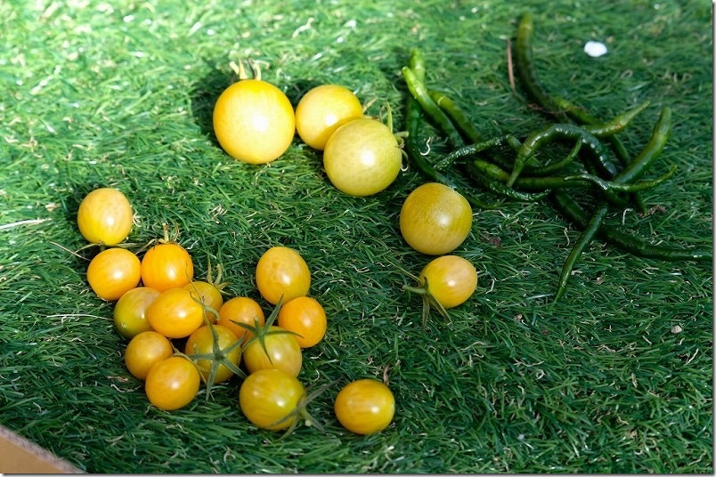 トマト栽培 1月中旬 寒波到来でトマト収穫終了｜ 路地栽培のオレンジアイコ・シンディースイート