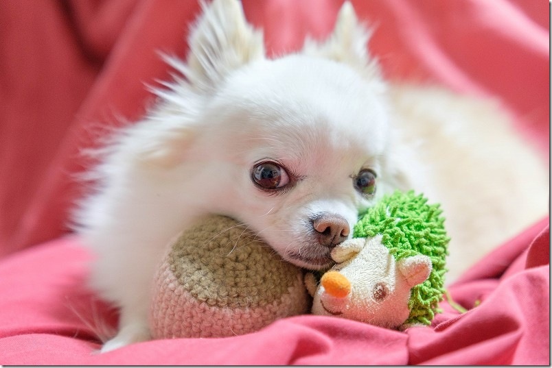 チワワ 100均毛糸で犬のボールを作成 犬が好み チワワ 100均毛糸で犬のボールを作成 犬が好み