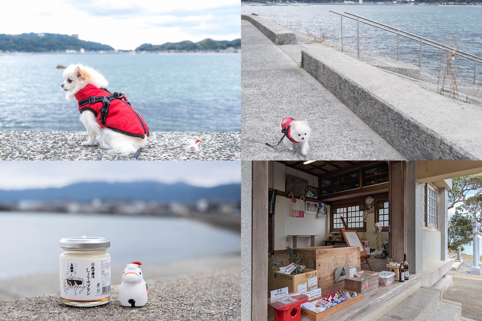 糸島市志摩船越の綿積神社へ初詣【海横を犬連れで散歩／醤油プリンと土鈴も！】