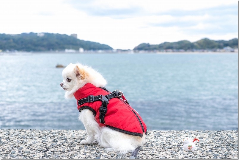 綿積神社の干支の土鈴 700円とチワワ 綿積神社の干支の土鈴 700円とチワワ