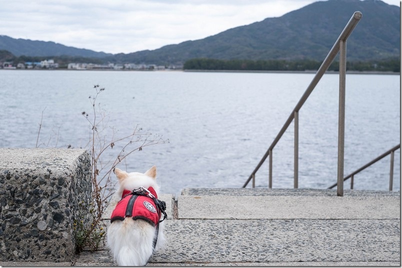 綿積神社から海横を犬と散歩【醤油プリンまで250m】 綿積神社から海横を犬と散歩【醤油プリンまで250m】