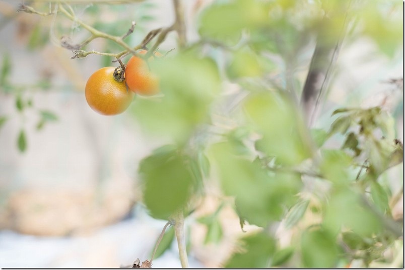 トマト栽培 年明け1月 収穫状況｜ 路地栽培のシンディースイート