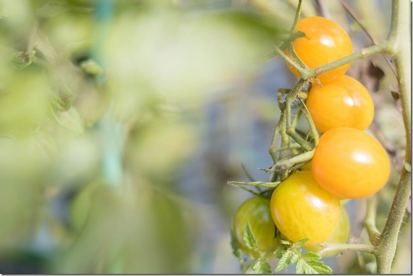 トマト栽培 年明け1月 収穫状況｜ 路地栽培のオレンジアイコ