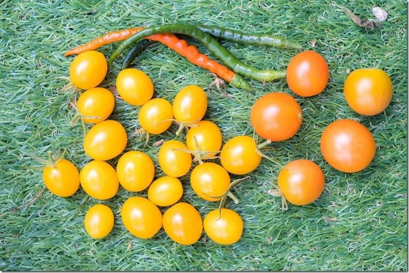 トマト栽培 年明け1月 収穫状況｜ 路地栽培のオレンジアイコ・シンディースイート