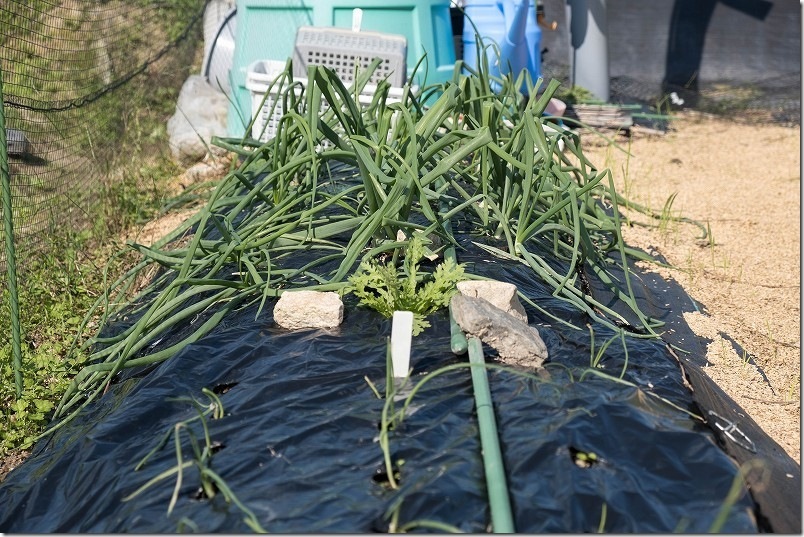 11/4 昨年植えていたシャルムのホーム玉ねぎ 植え付け約2ヶ月後