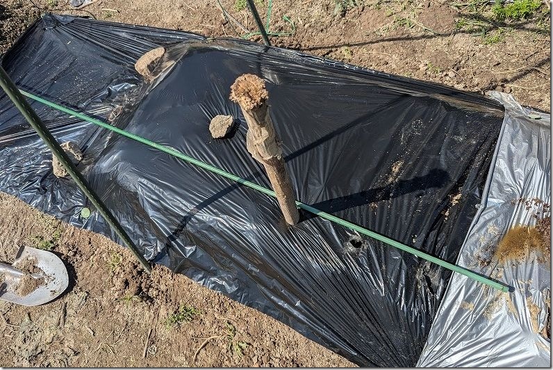 9/6 ホーム玉ねぎを植え付け サクラエクスプレスを植え付け マルチ＋穴あけ