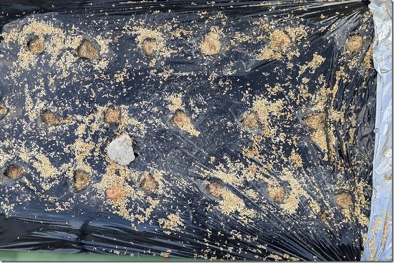 9/6 ホーム玉ねぎを植え付け サクラエクスプレス 籾殻を被せた