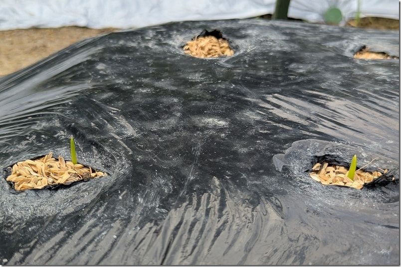 9/23 ホーム玉ねぎを植え付け約2週間後 サクラエクスプレス発芽