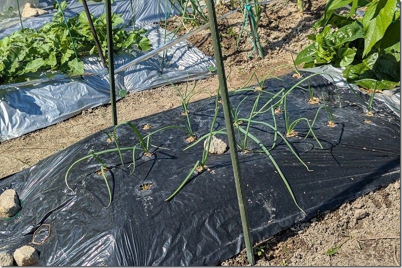 10/11 ホーム玉ねぎを植え付け約1ヶ月後 サクラエクスプレス成長