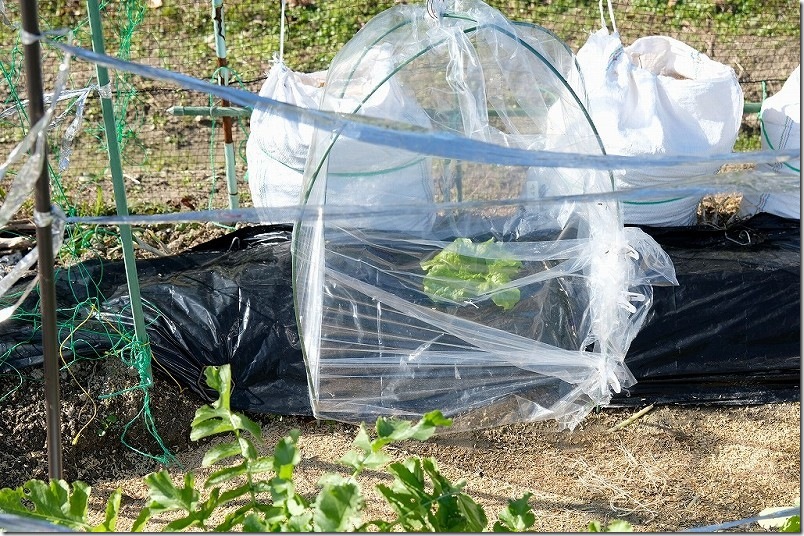 単独野菜のトンネル栽培 組み立て方法【背が低い野菜向け】