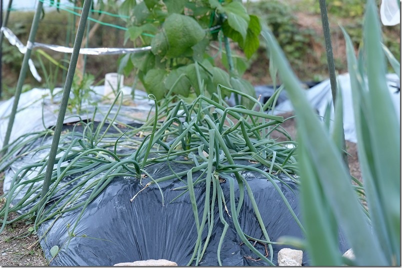 11/10 ホーム玉ねぎを植え付け約2ヶ月後 サクラエクスプレス成長