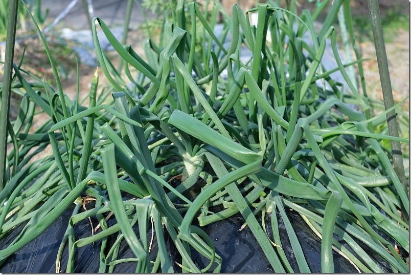 12/9 ホーム玉ねぎを植え付け約3ヶ月後 サクラエクスプレス