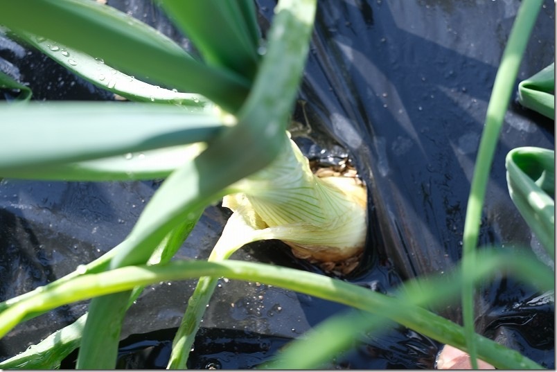 12/9 ホーム玉ねぎを植え付け約3ヶ月後 サクラエクスプレス