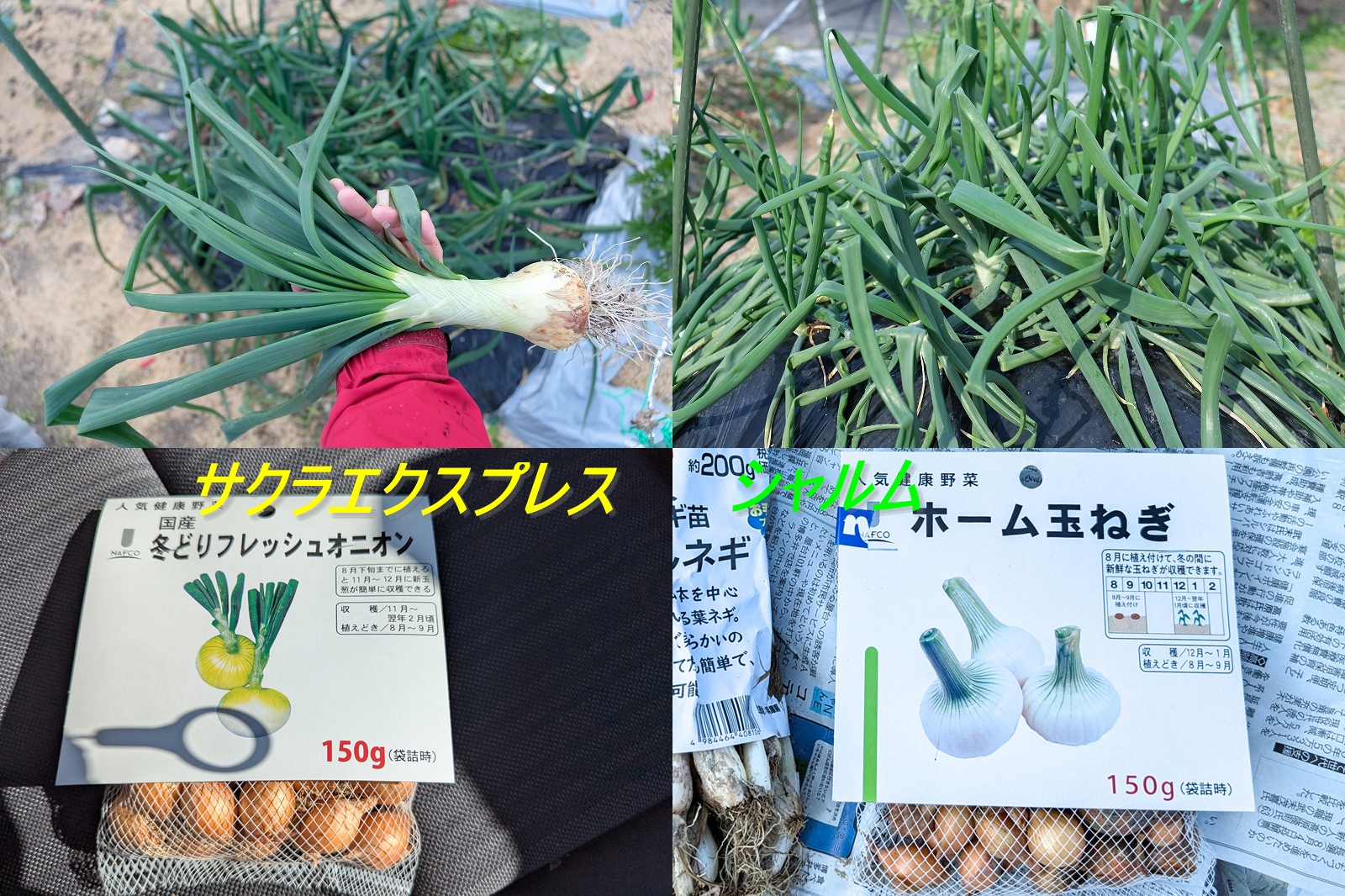 【ホーム玉ねぎ栽培記録】サクラエクスプレスとシャルムを比較｜植え付け〜冬の収穫まで