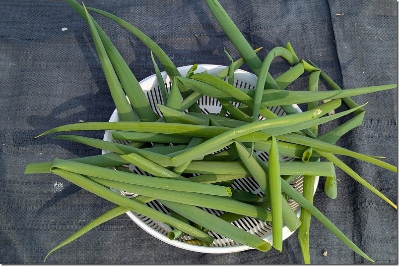 2/1 5回目 九条ネギを収穫