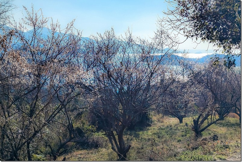 小富士梅林｜海と梅