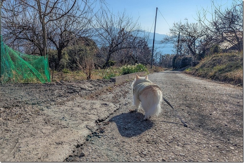 小富士梅林｜海と梅を眺めながらのんびり犬と散策