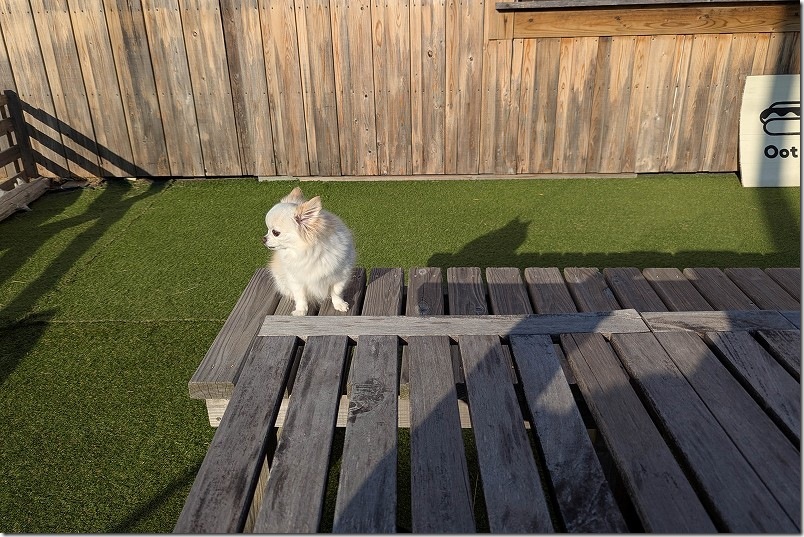 散策のあとはOot Dogで犬とひと休み 糸島・芥屋